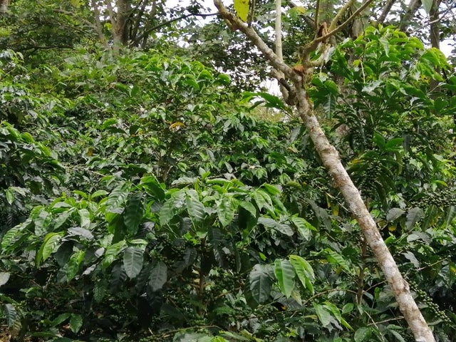 Land for Sale in Santa Clara 093/083 Chiriqui 04051